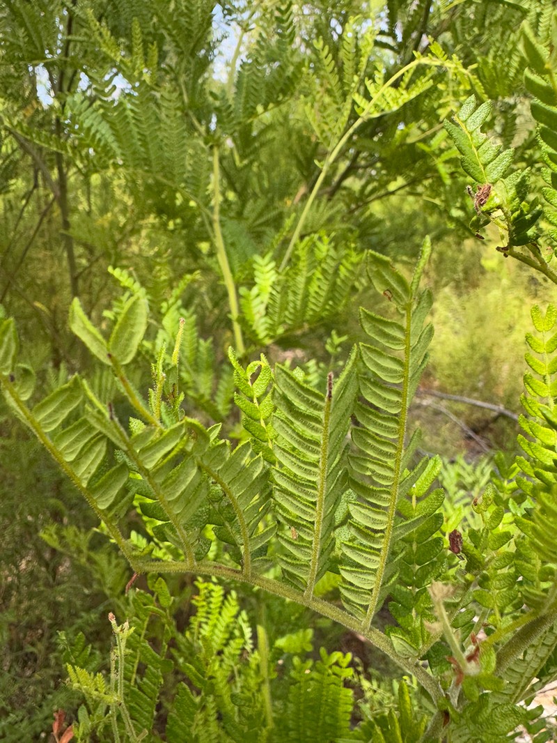 Acacia subracemosa photo 2