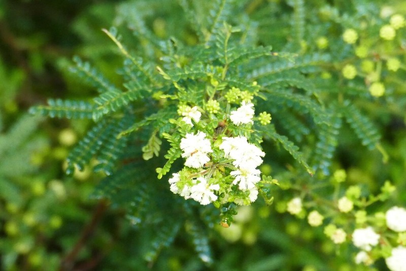 Acacia subracemosa photo 3