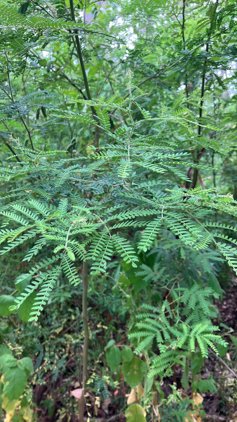 Acacia subracemosa photo 4