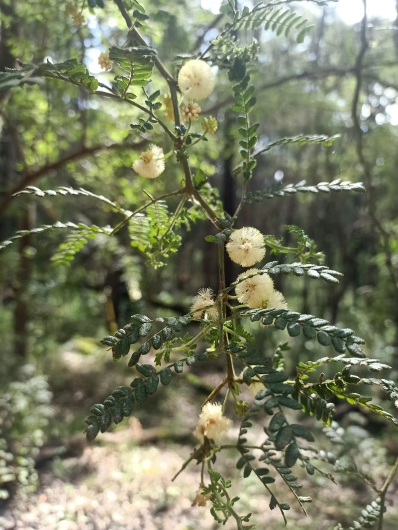 Acacia subracemosa photo 5