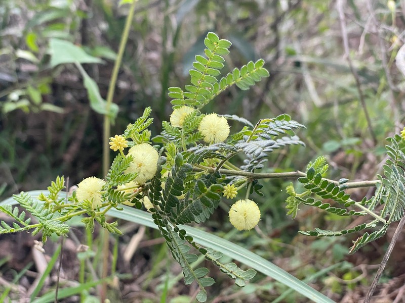 Acacia subracemosa photo 6