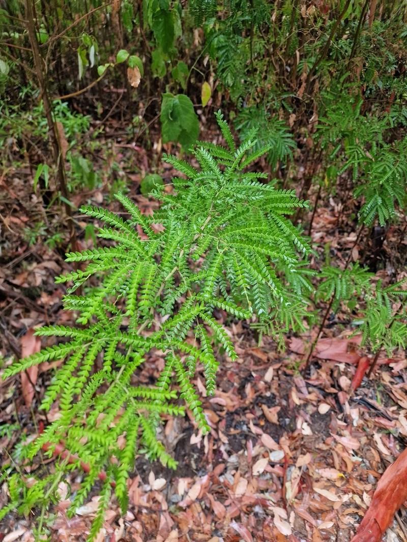 Acacia subracemosa photo 8