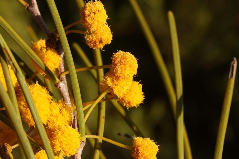 Acacia subrigida photo 2