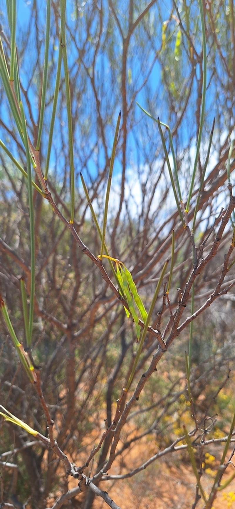Acacia subrigida photo 3