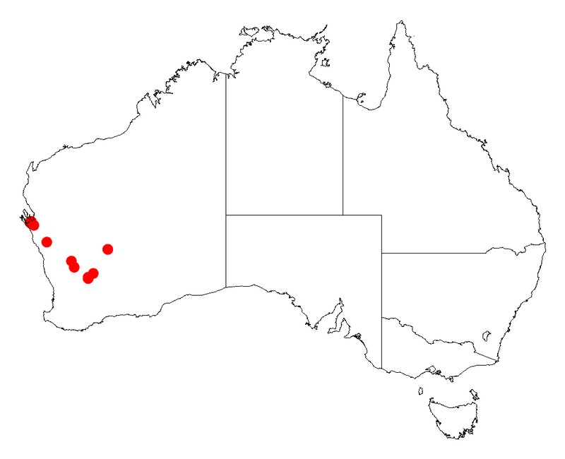 Acacia subrigida