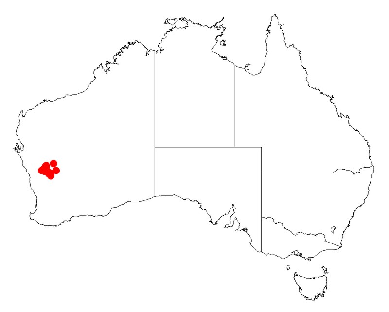 Acacia subsessilis
