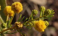 Acacia subternata