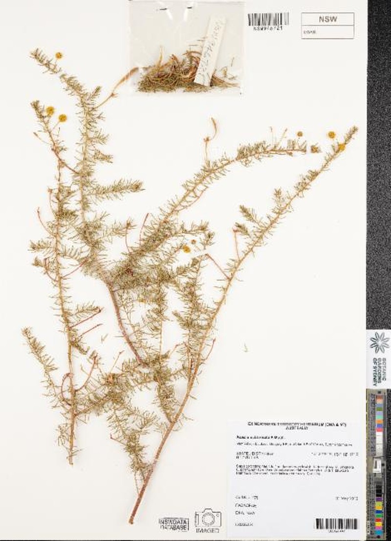 Acacia subternata photo 2