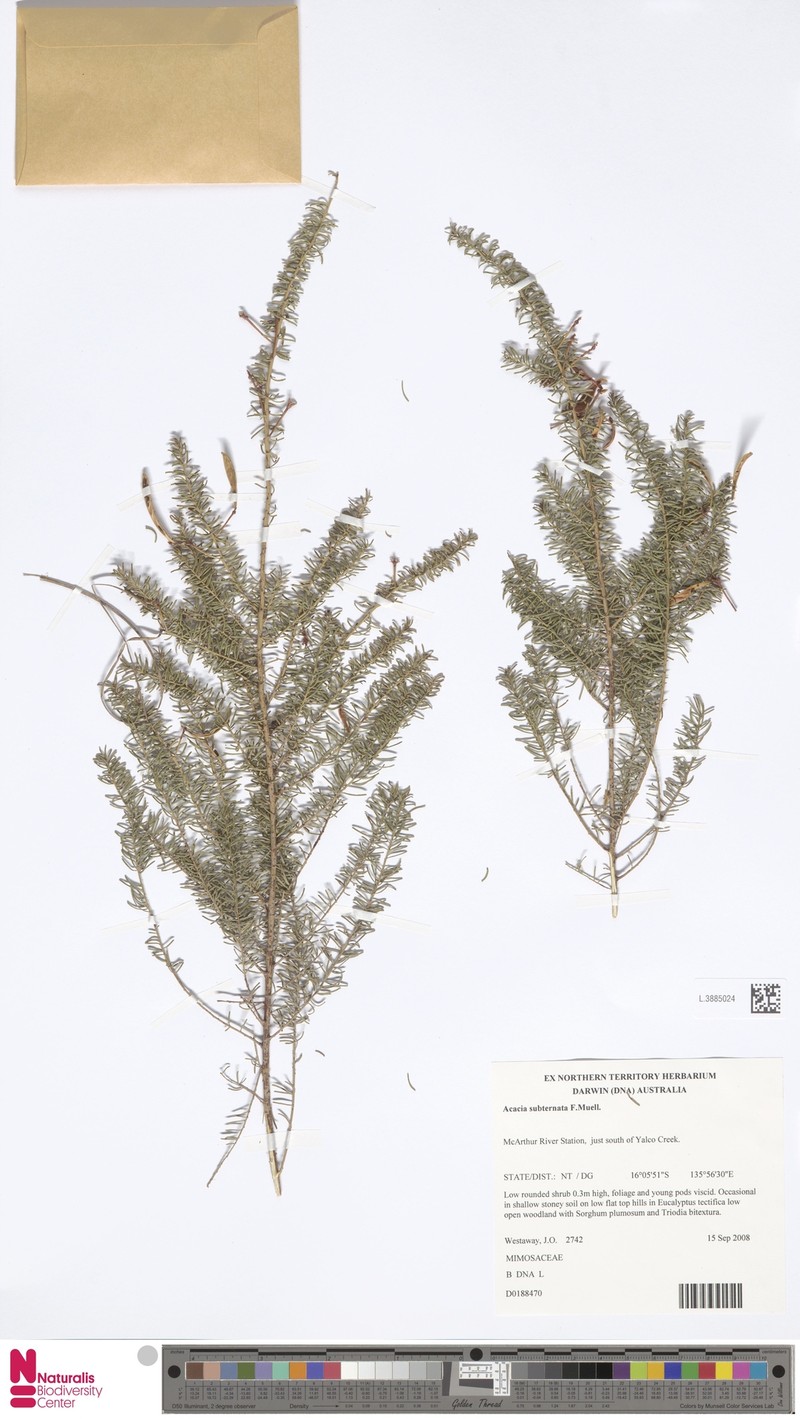 Acacia subternata photo 3