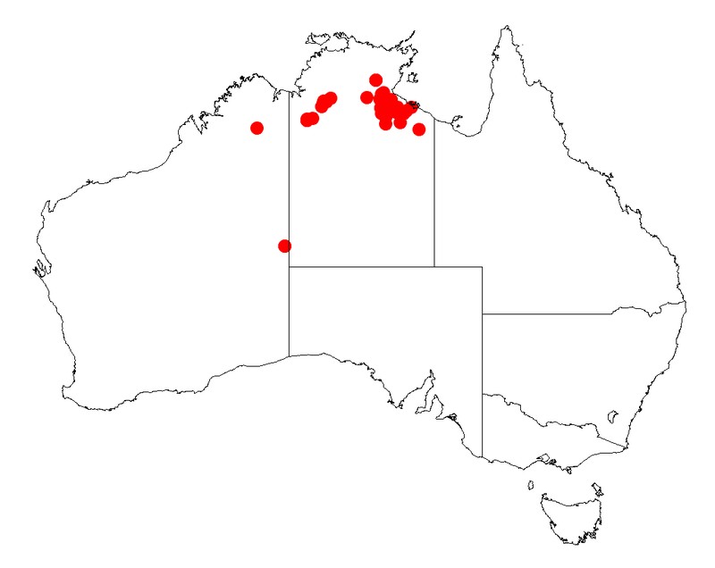 Acacia subternata