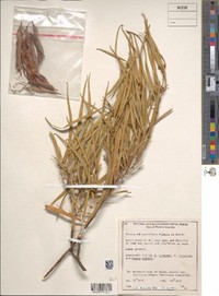 Acacia subtessarogona