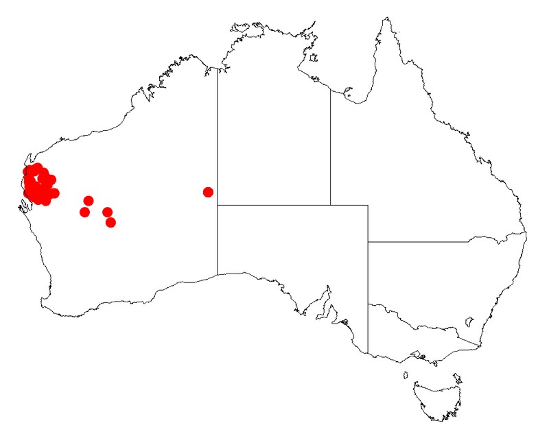 Acacia subtessarogona