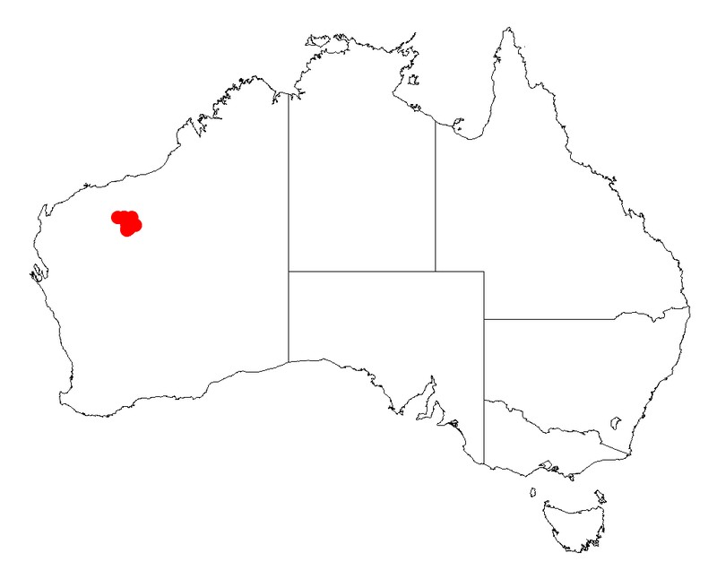 Acacia subtiliformis