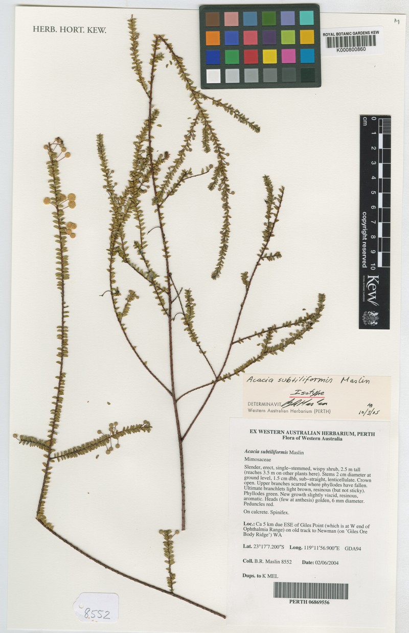 Acacia subtiliformis photo 2