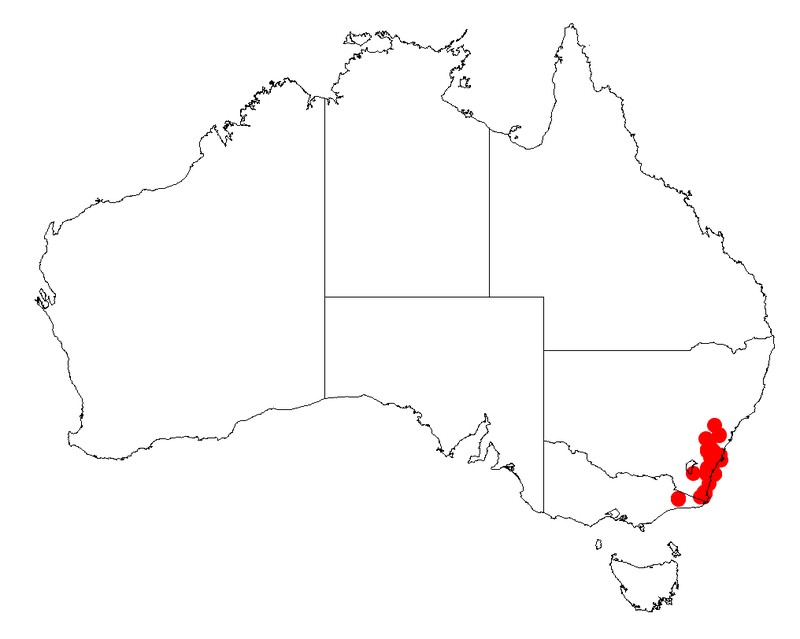 Acacia subtilinervis