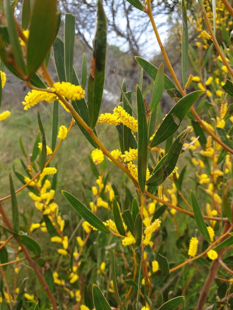 Acacia subtilinervis photo 2