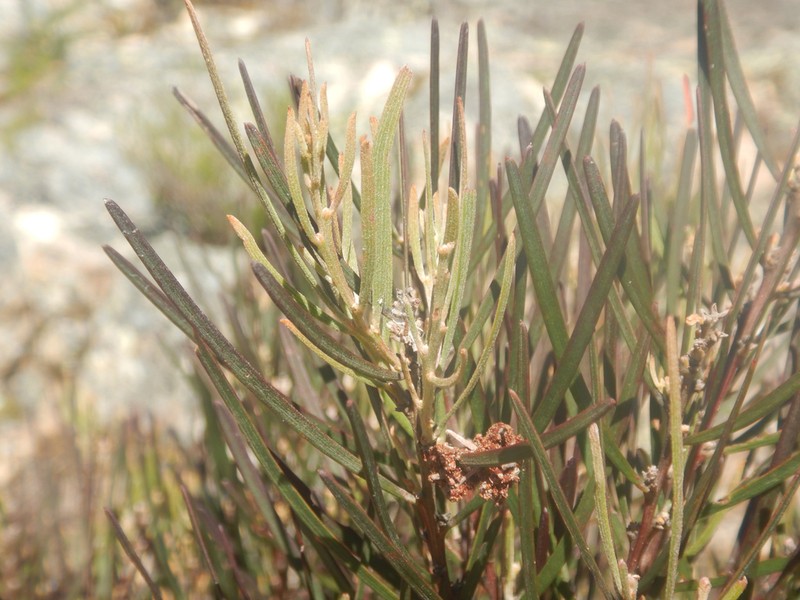 Acacia subtilinervis photo 3