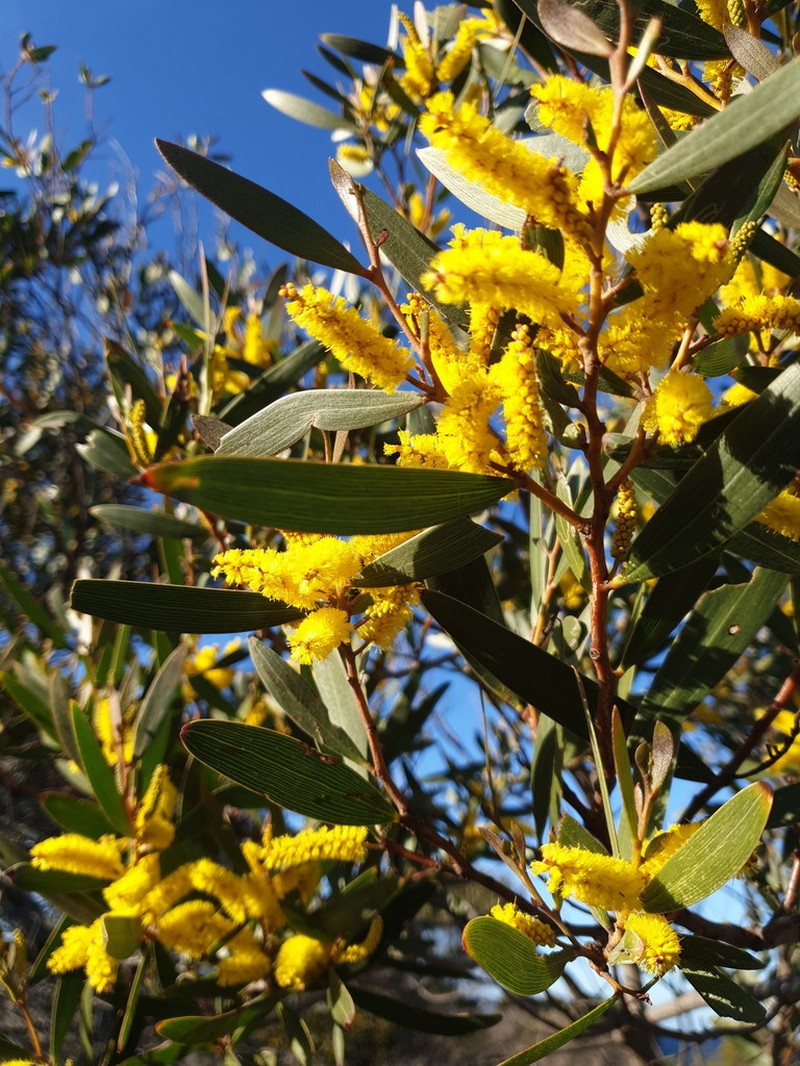 Acacia subtilinervis photo 4