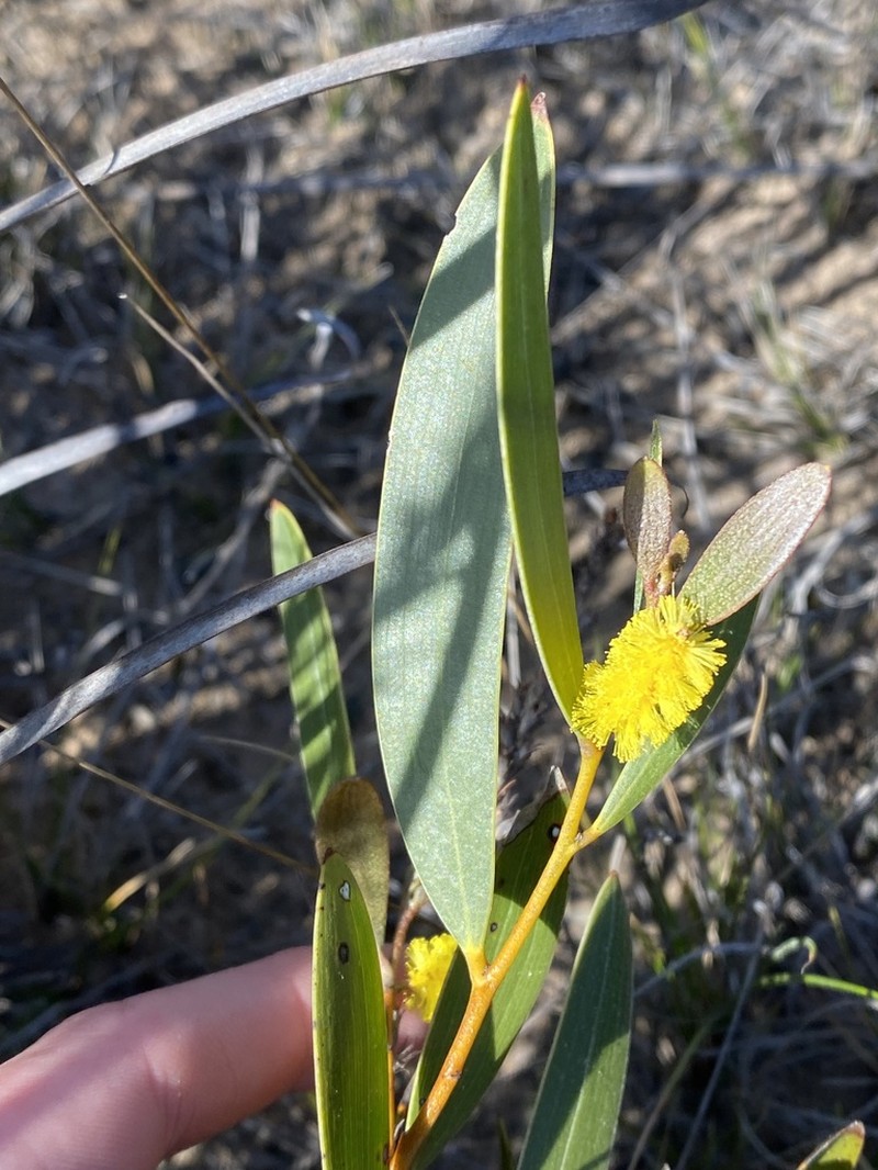 Acacia subtilinervis photo 5