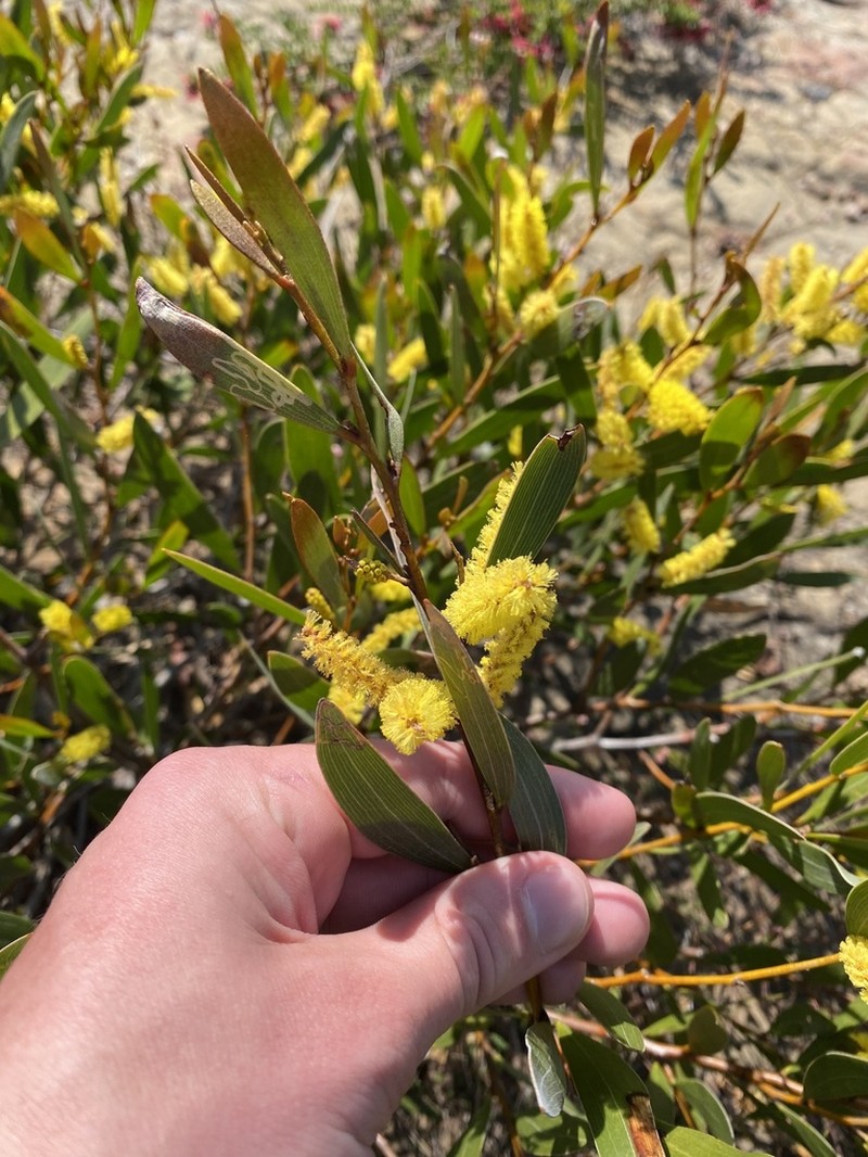 Acacia subtilinervis photo 6