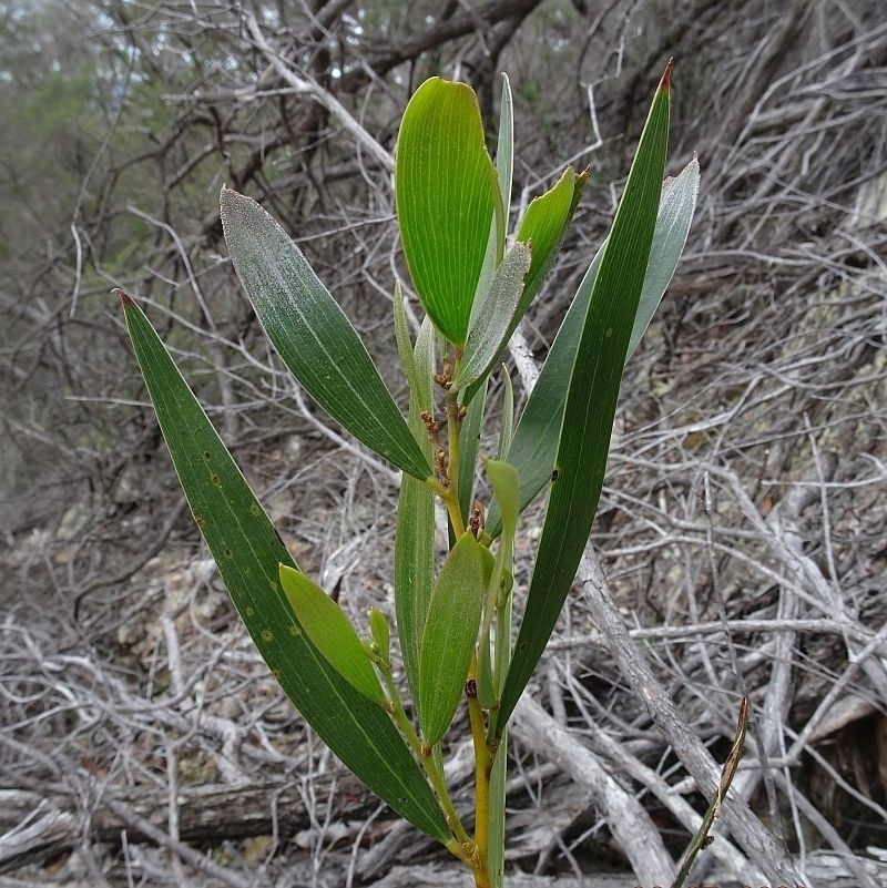 Acacia subtilinervis photo 8