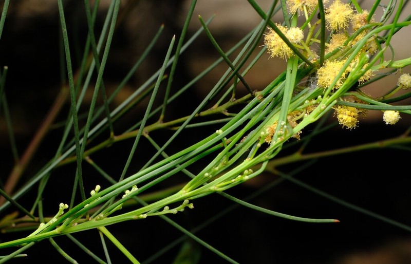 Awl-Leaf Wattle photo 2