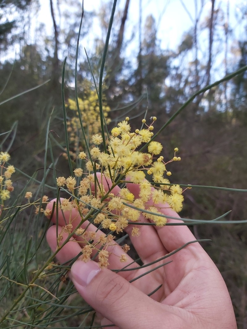 Awl-Leaf Wattle photo 3
