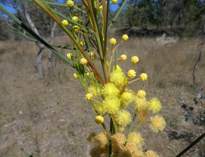 Awl-Leaf Wattle photo 4