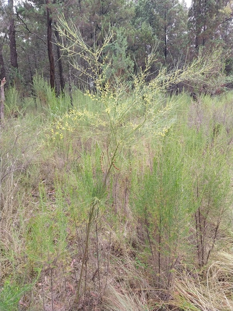 Awl-Leaf Wattle photo 5