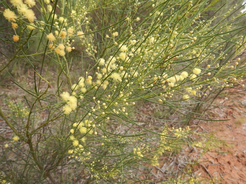 Awl-Leaf Wattle photo 6