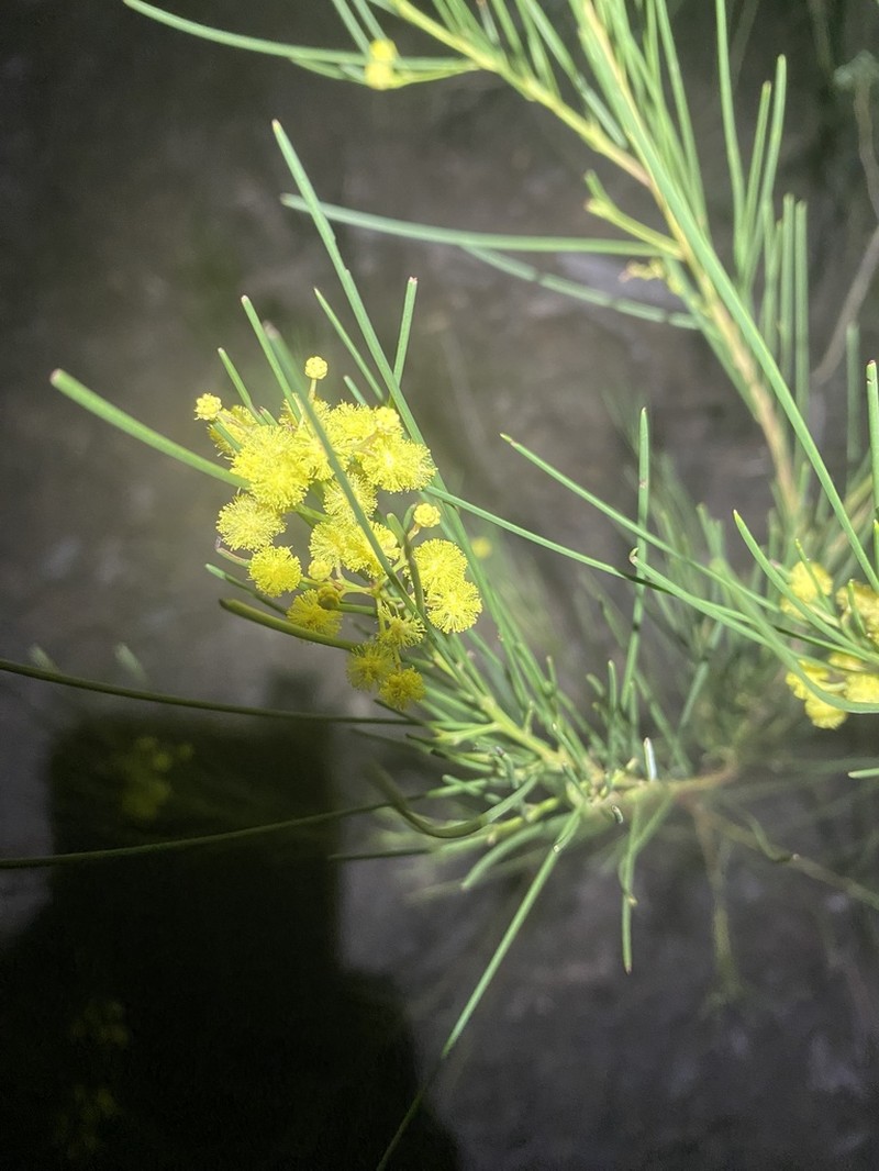 Awl-Leaf Wattle photo 7