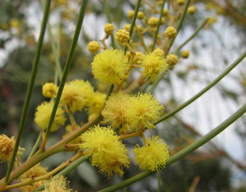 Awl-Leaf Wattle
