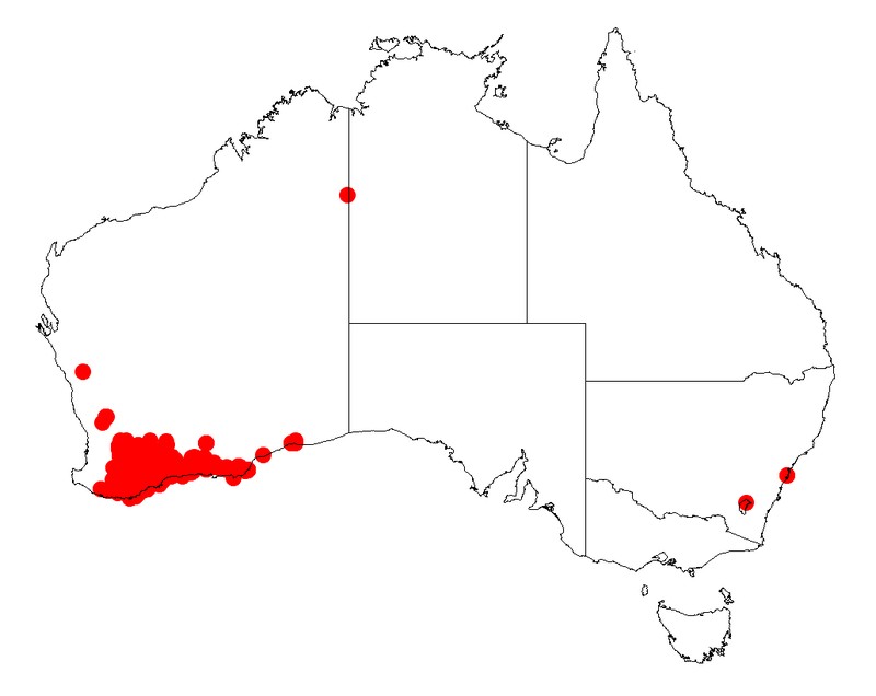 Acacia sulcata