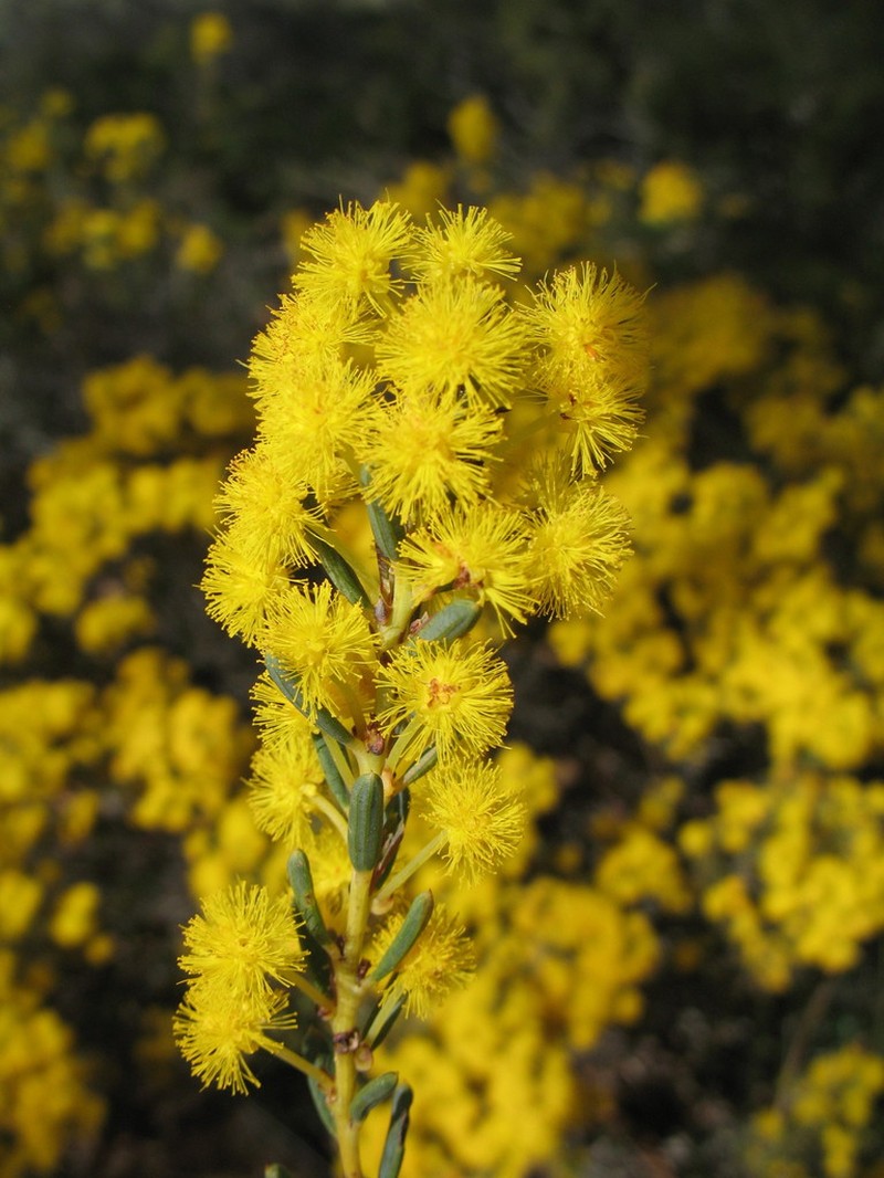 Acacia sulcata photo 2