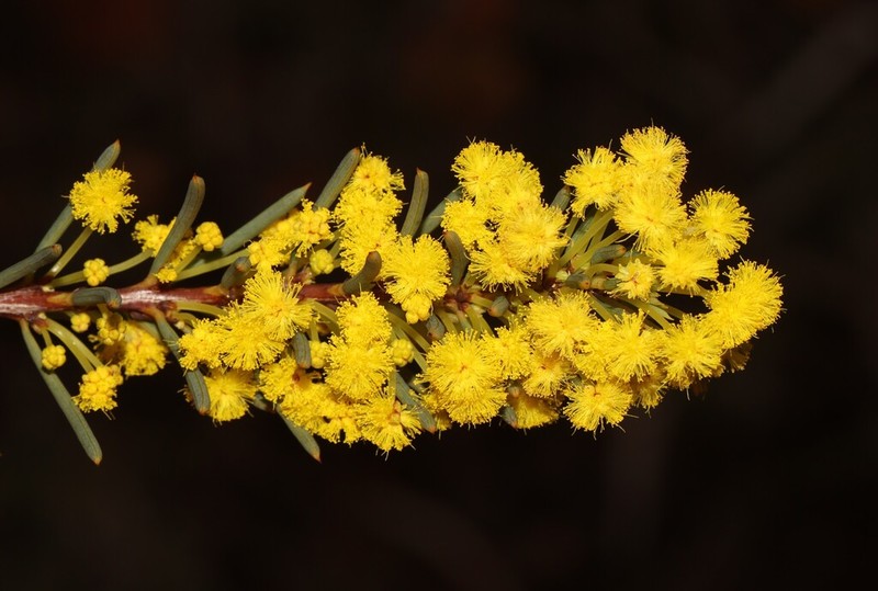 Acacia sulcata photo 3
