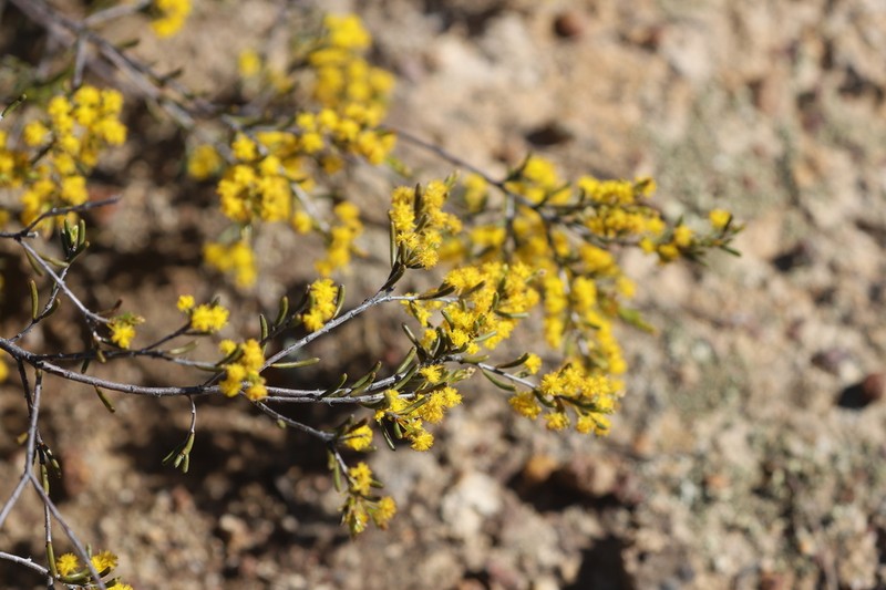 Acacia sulcata photo 4
