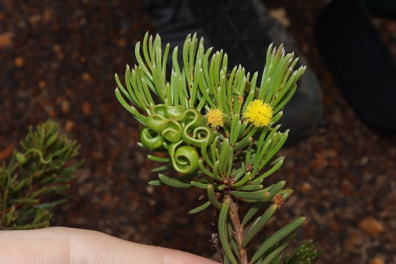 Acacia sulcata photo 5