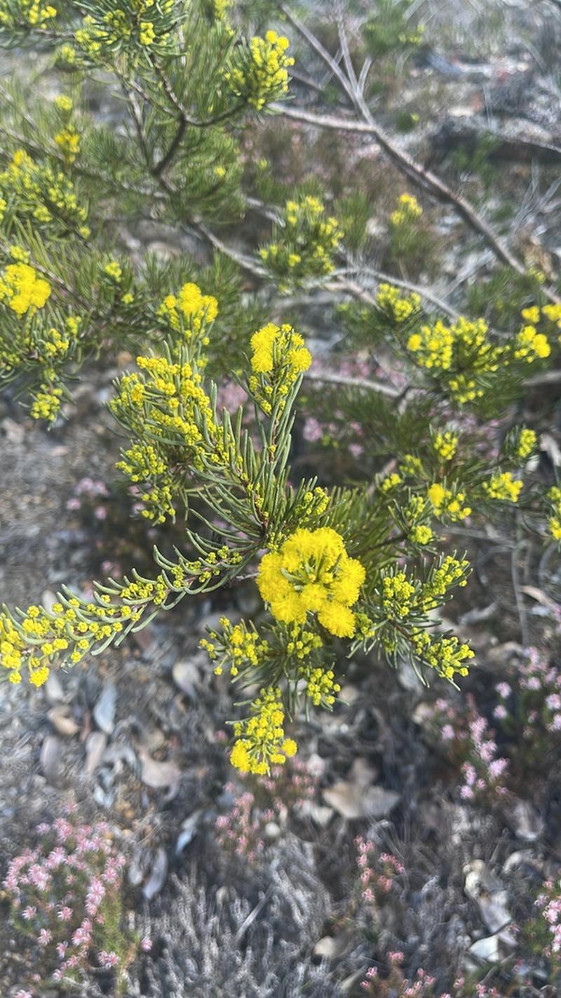 Acacia sulcata photo 6
