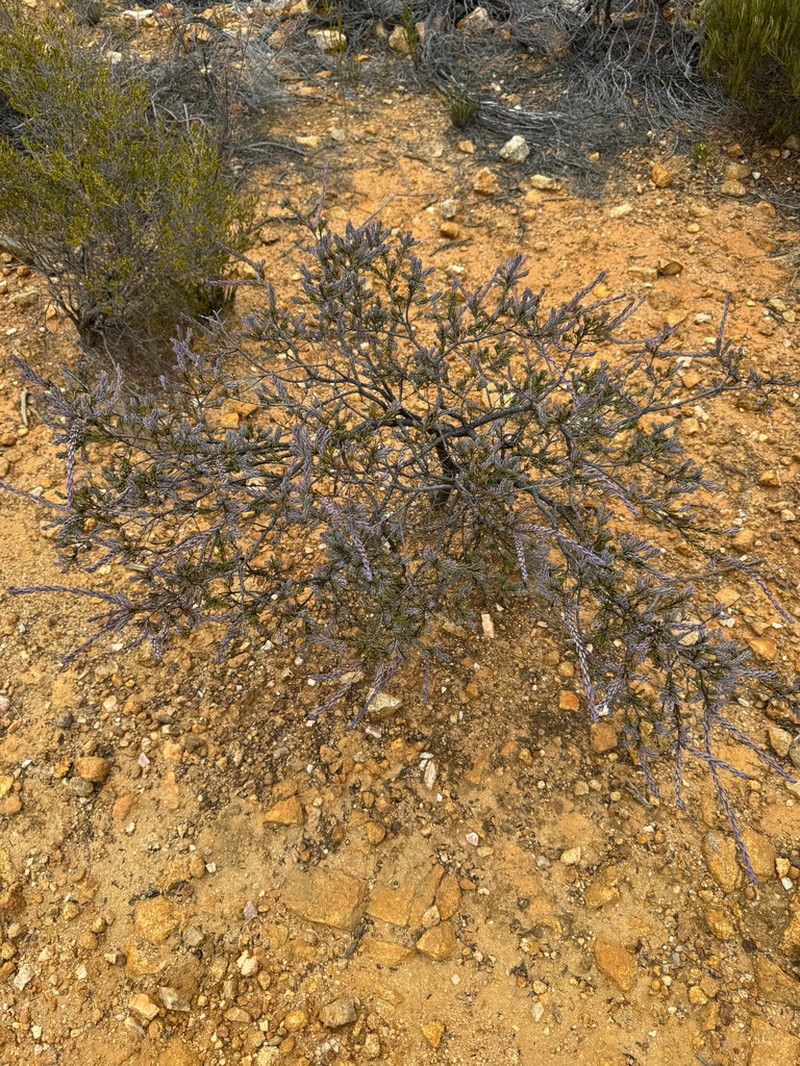 Acacia sulcata photo 7