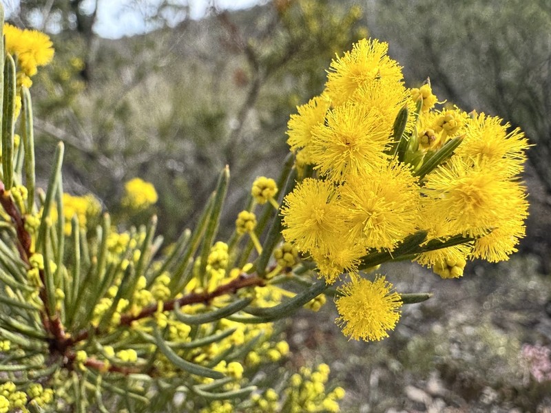 Acacia sulcata photo 8