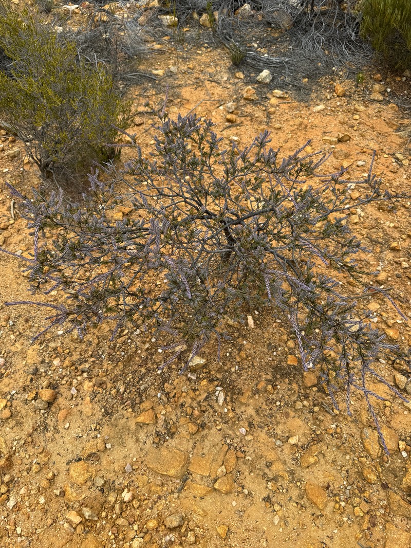 Acacia sulcata var. planoconvexa