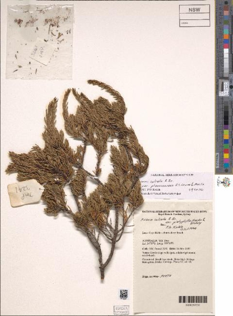 Acacia sulcata var. planoconvexa photo 2