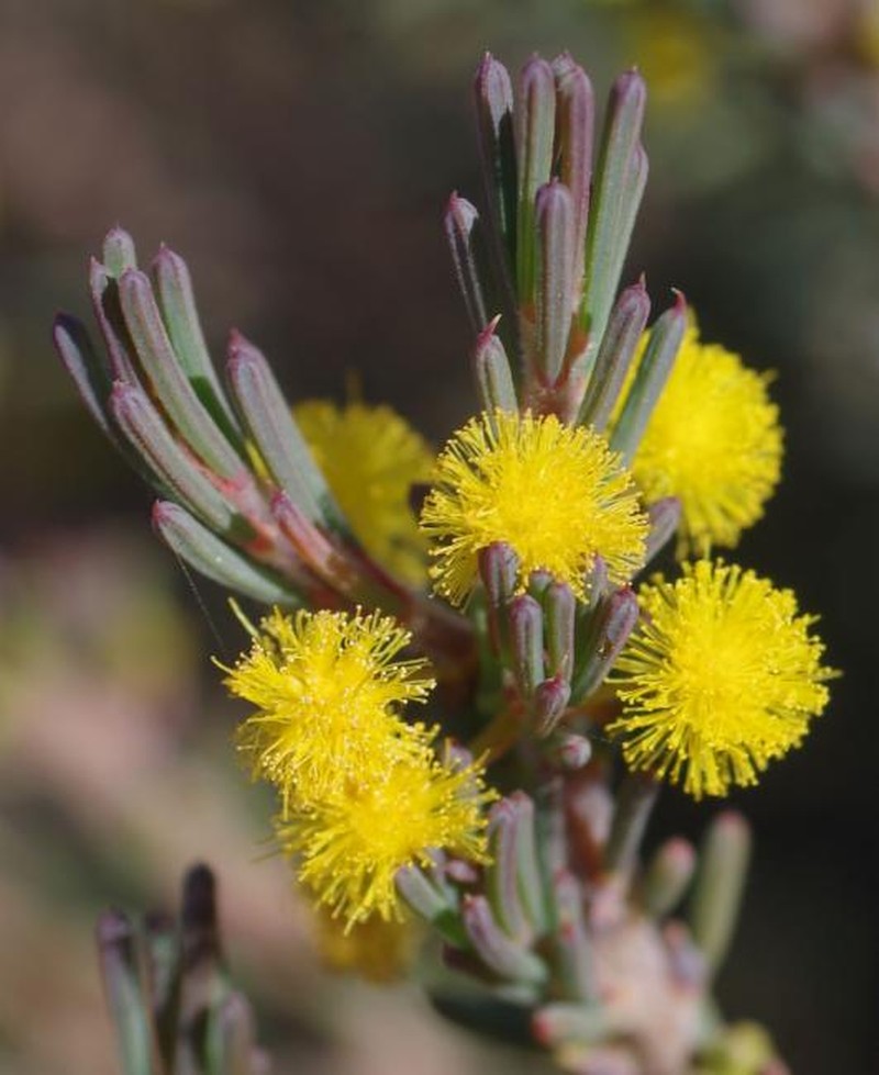Acacia sulcata var. platyphylla