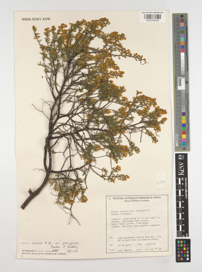 Acacia sulcata var. platyphylla photo 3