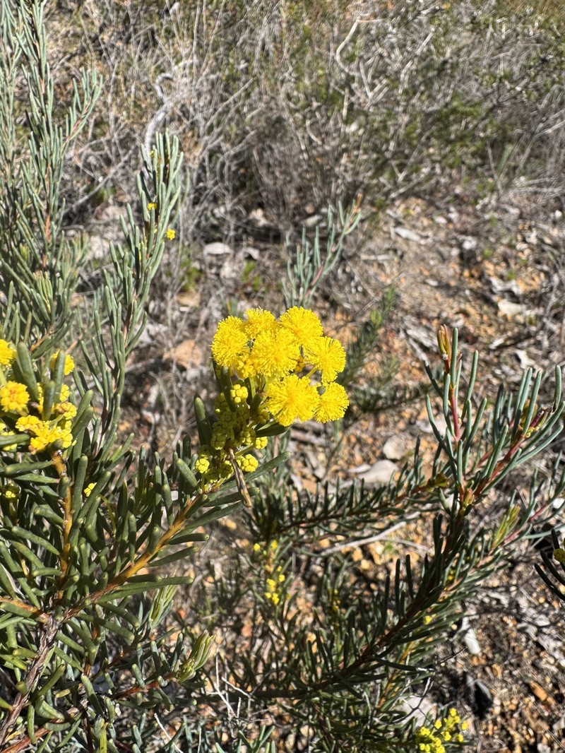 Acacia sulcata var. sulcata photo 4