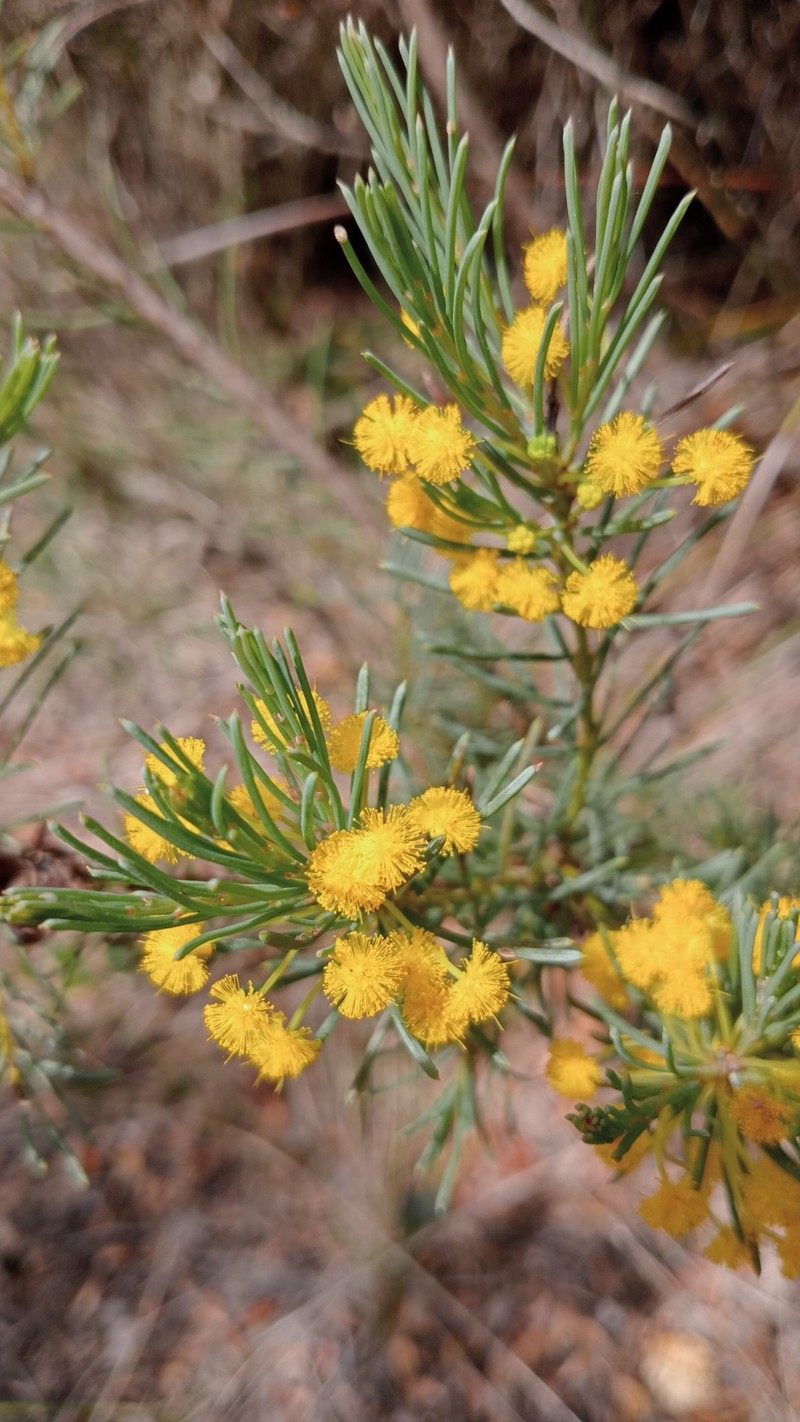 Acacia sulcata var. sulcata photo 5