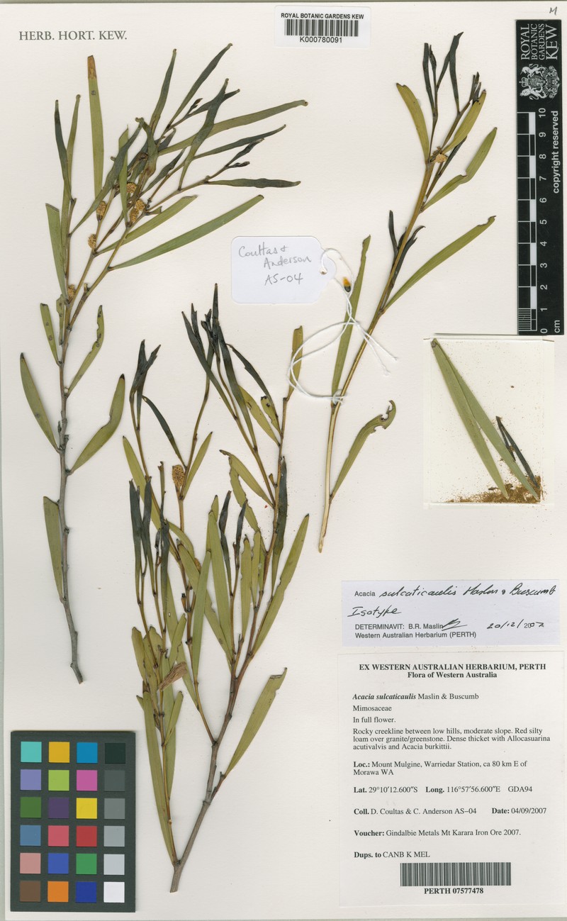 Acacia sulcaticaulis
