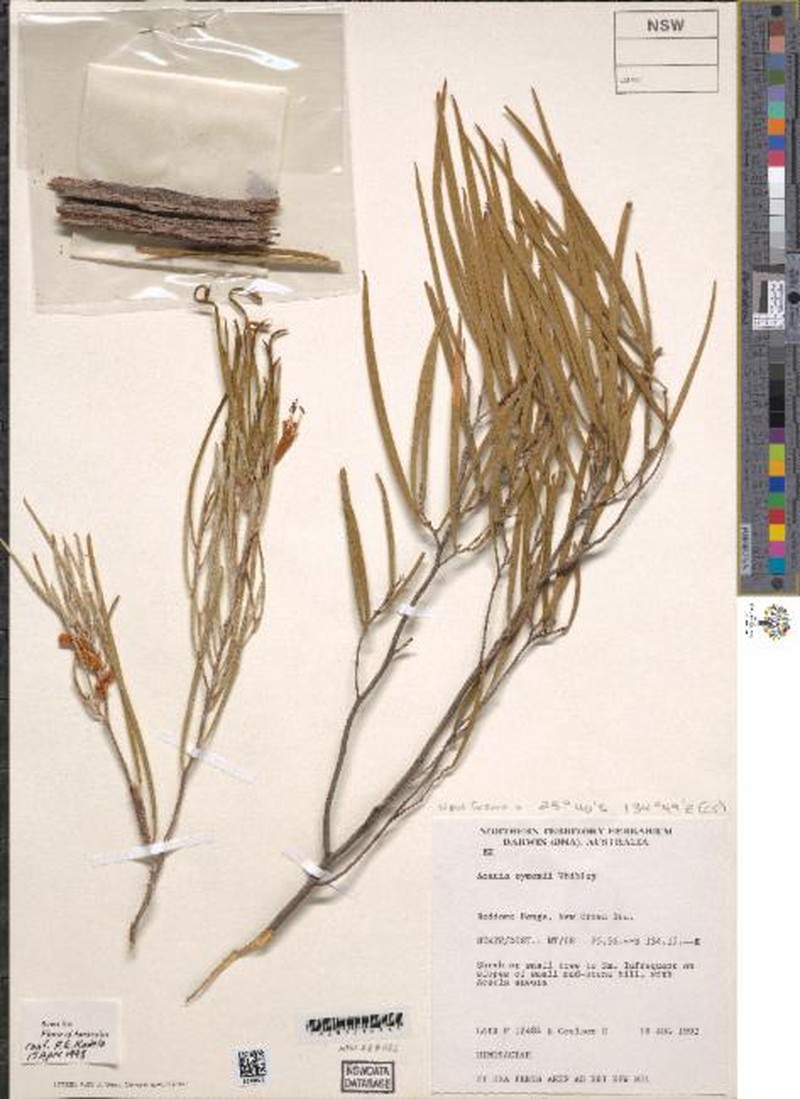 Acacia symonii photo 3