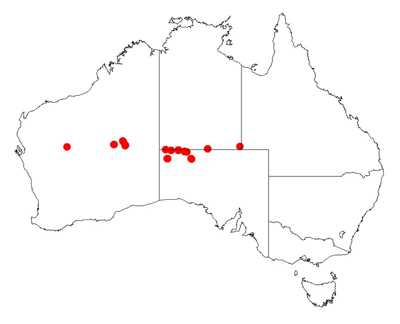 Acacia symonii