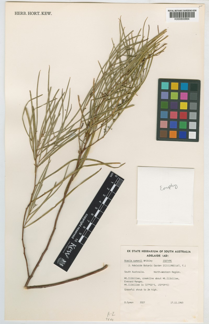 Acacia symonii photo 2
